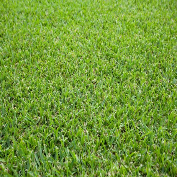 Sir Walter Grass Steve Jones Landscaping