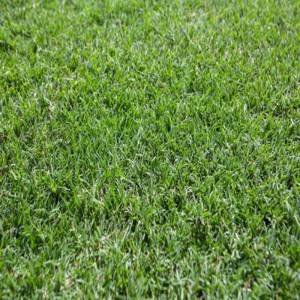 TURF NULLARBOR COUCH 0.72m2 Slab