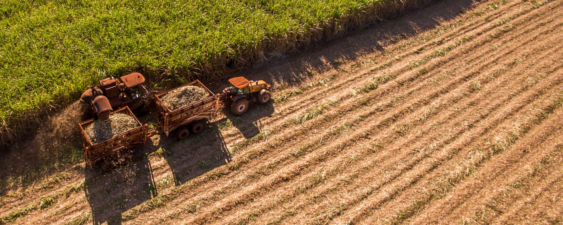 Organic & Clean Sugar Cane Mulch